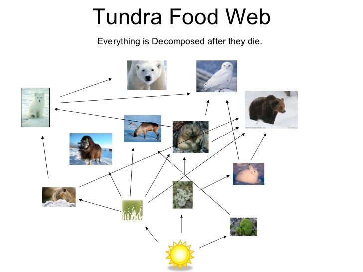 Tundra