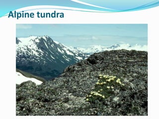 Alpine tundra
 
