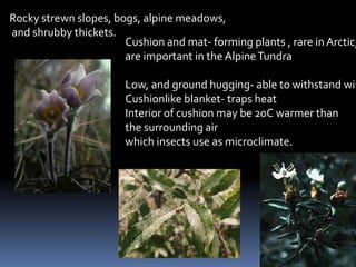 Rocky strewn slopes, bogs, alpine meadows,
and shrubby thickets.
                       Cushion and mat- forming plants , rare in Arctic,
                       are important in the Alpine Tundra

                       Low, and ground hugging- able to withstand win
                       Cushionlike blanket- traps heat
                       Interior of cushion may be 20C warmer than
                       the surrounding air
                       which insects use as microclimate.
 