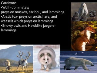 Carnivore
•Wolf- dominates;
preys on muskox, caribou, and lemmings
•Arctic fox- preys on arctic hare, and
weasels which preys on lemmings
•Snowy owls and Hawklike jaegers-
lemmings
 