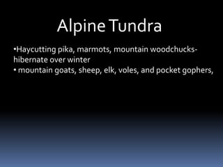 Alpine Tundra
•Haycutting pika, marmots, mountain woodchucks-
hibernate over winter
• mountain goats, sheep, elk, voles, and pocket gophers,
 