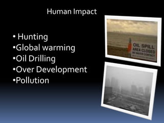 Human Impact


• Hunting
•Global warming
•Oil Drilling
•Over Development
•Pollution
 