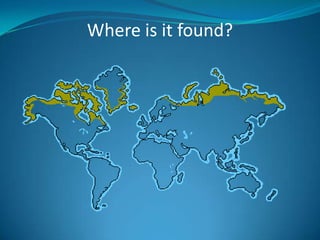 Where is it found?
 