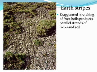 Earth stripes
 Exaggerated stretching
 of frost boils produces
 parallel strands of
 rocks and soil
 