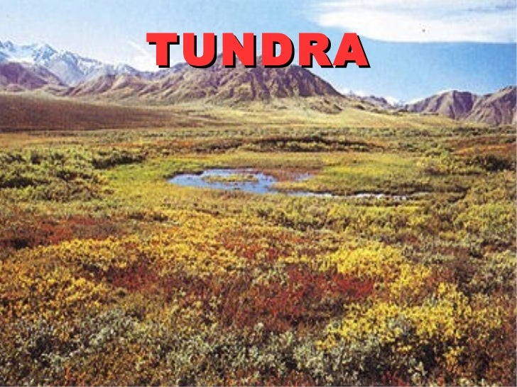 Qué significa tundra
