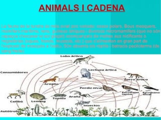 ANIMALS I CADENA
La fauna de la tundra és més aviat poc variada: ossos polars, Bous mesquers,
mamífers marítims, rens, guineus àrtiques i diversos micromamífers (que no són
capaços d'excavar el sol glaçat) acompanyats de moltes aus nidificants o
migratòries (oques, frarets, mussols, etc.) que s'alimenten en gran part de
l'explosió de mosquits a l'estiu. Són absents els rèptils i batracis peciloterms (de
sang freda)
 