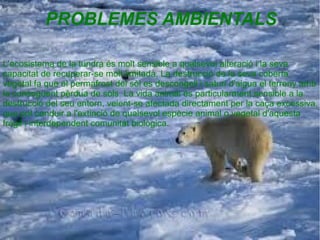 PROBLEMES AMBIENTALS

L'ecosistema de la tundra és molt sensible a qualsevol alteració i la seva
capacitat de recuperar-se molt limitada. La destrucció de la seva coberta
vegetal fa que el permafrost del sòl es descongeli i saturi d'aigua el terreny amb
la consegüent pèrdua de sòls. La vida animal és particularment sensible a la
destrucció del seu entorn, veient-se afectada directament per la caça excessiva,
que pot conduir a l'extinció de qualsevol espècie animal o vegetal d'aquesta
fràgil i interdependent comunitat biològica.
 
