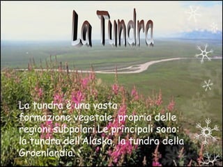 La tundra è una vasta
formazione vegetale, propria delle
regioni subpolari.Le principali sono:
la tundra dell’Alaska, la tundra della
Groenlandia.
 