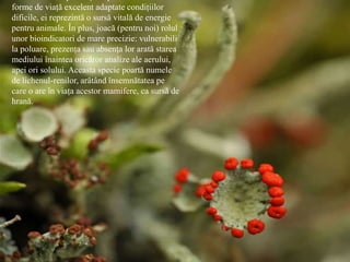 forme de viaţă excelent adaptate condiţiilor
dificile, ei reprezintă o sursă vitală de energie
pentru animale. În plus, joacă (pentru noi) rolul
unor bioindicatori de mare precizie: vulnerabili
la poluare, prezenţa sau absenţa lor arată starea
mediului înaintea oricăror analize ale aerului,
apei ori solului. Aceasta specie poartă numele
de lichenul-renilor, arătând însemnătatea pe
care o are în viaţa acestor mamifere, ca sursă de
hrană.
 