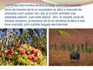 La limita între tundra arctică şi taiga (pădurea boreală),
zona de trecere de la un ecosistem la altul e marcată de
prezenţa unor copaci rari, dar şi a unor animale mai
adaptate pădurii, cum este elanul. Aici, în acestă zonă de
trecere (ecoton), şi trecerea de la un anotimp la altul e mai
bine marcată, prin culorile bogate ale toamnei.
 