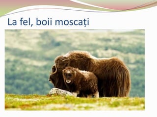 La fel, boii moscaţi
 