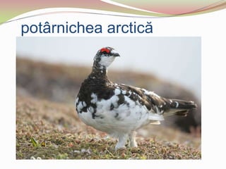 potârnichea arctică
 