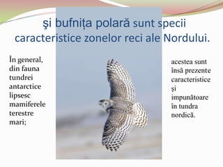 şi bufniţa polară sunt specii
caracteristice zonelor reci ale Nordului.
În general,
din fauna
tundrei
antarctice
lipsesc
mamiferele
terestre
mari;
acestea sunt
însă prezente
caracteristice
şi
impunătoare
în tundra
nordică.
 