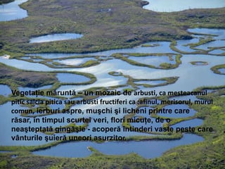 Vegetaţie măruntă – un mozaic de arbusti, ca mesteacanul
pitic salcia pitica sau arbusti fructiferi ca :afinul, merisorul, murul
comun, ierburi aspre, muşchi şi licheni printre care
răsar, în timpul scurtei veri, flori micuţe, de o
neaşteptată gingăşie - acoperă întinderi vaste peste care
vânturile şuieră uneori asurzitor.
 