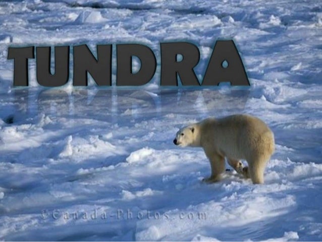 ecosystem tundra tundra ecosystem