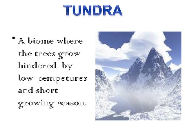 ecosystem tundra tundra ecosystem