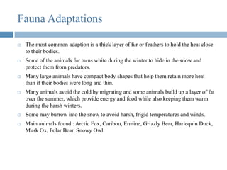  The most common adaption is a thick layer of fur or feathers to hold the heat close
to their bodies.
 Some of the animals fur turns white during the winter to hide in the snow and
protect them from predators.
 Many large animals have compact body shapes that help them retain more heat
than if their bodies were long and thin.
 Many animals avoid the cold by migrating and some animals build up a layer of fat
over the summer, which provide energy and food while also keeping them warm
during the harsh winters.
 Some may burrow into the snow to avoid harsh, frigid temperatures and winds.
 Main animals found : Arctic Fox, Caribou, Ermine, Grizzly Bear, Harlequin Duck,
Musk Ox, Polar Bear, Snowy Owl.
Fauna Adaptations
 