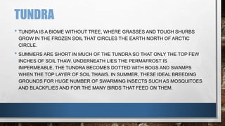 TUNDRA
• TUNDRA IS A BIOME WITHOUT TREE, WHERE GRASSES AND TOUGH SHURBS
GROW IN THE FROZEN SOIL THAT CIRCLES THE EARTH NORTH OF ARCTIC
CIRCLE.
• SUMMERS ARE SHORT IN MUCH OF THE TUNDRA SO THAT ONLY THE TOP FEW
INCHES OF SOIL THAW. UNDERNEATH LIES THE PERMAFROST IS
IMPERMEABLE, THE TUNDRA BECOMES DOTTED WITH BOGS AND SWAMPS
WHEN THE TOP LAYER OF SOIL THAWS. IN SUMMER, THESE IDEAL BREEDING
GROUNDS FOR HUGE NUMBER OF SWARMING INSECTS SUCH AS MOSQUITOES
AND BLACKFLIES AND FOR THE MANY BIRDS THAT FEED ON THEM.
 