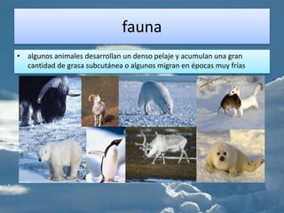 fauna
• algunos animales desarrollan un denso pelaje y acumulan una gran
cantidad de grasa subcutánea o algunos migran en épocas muy frías
 