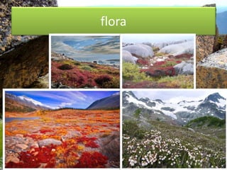 flora
 