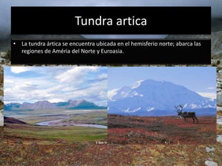 Tundra artica
• La tundra ártica se encuentra ubicada en el hemisferio norte; abarca las
regiones de Améria del Norte y Euroasia.
 