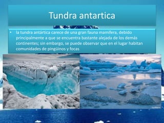 Tundra antartica
• la tundra antártica carece de una gran fauna mamífera, debido
principalmente a que se encuentra bastante alejada de los demás
continentes; sin embargo, se puede observar que en el lugar habitan
comunidades de pingüinos y focas
 