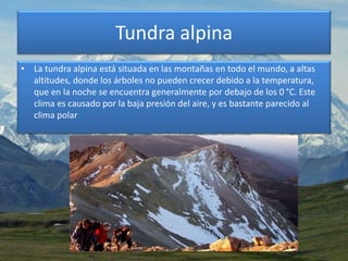 Tundra alpina
• La tundra alpina está situada en las montañas en todo el mundo, a altas
altitudes, donde los árboles no pueden crecer debido a la temperatura,
que en la noche se encuentra generalmente por debajo de los 0 °C. Este
clima es causado por la baja presión del aire, y es bastante parecido al
clima polar
 