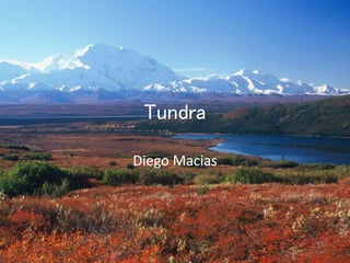 Tundra
Diego Macias
 