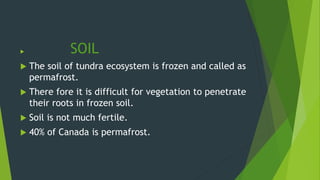  SOIL
 The soil of tundra ecosystem is frozen and called as
permafrost.
 There fore it is difficult for vegetation to penetrate
their roots in frozen soil.
 Soil is not much fertile.
 40% of Canada is permafrost.
 