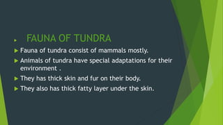  FAUNA OF TUNDRA
 Fauna of tundra consist of mammals mostly.
 Animals of tundra have special adaptations for their
environment .
 They has thick skin and fur on their body.
 They also has thick fatty layer under the skin.
 
