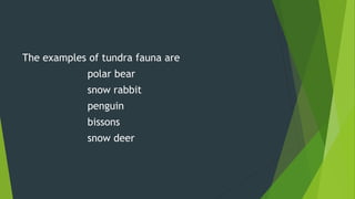 The examples of tundra fauna are
polar bear
snow rabbit
penguin
bissons
snow deer
 
