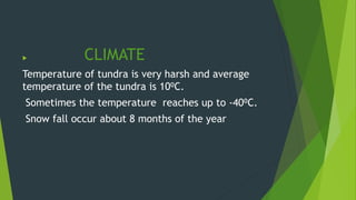  CLIMATE
Temperature of tundra is very harsh and average
temperature of the tundra is 10⁰C.
Sometimes the temperature reaches up to -40⁰C.
Snow fall occur about 8 months of the year
 