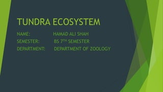 TUNDRA ECOSYSTEM
NAME: HAMAD ALI SHAH
SEMESTER: BS 7TH SEMESTER
DEPARTMENT: DEPARTMENT OF ZOOLOGY
 