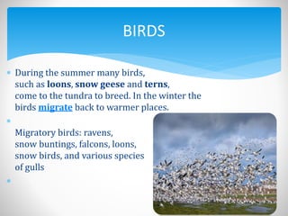  During the summer many birds,
such as loons, snow geese and terns,
come to the tundra to breed. In the winter the
birds migrate back to warmer places.

Migratory birds: ravens,
snow buntings, falcons, loons, sandpipers, terns,
snow birds, and various species
of gulls

BIRDS
 