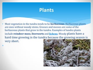  Most vegetation in the tundra tends to be herbaceous. Herbaceous plants
are ones without woody stems. Grasses and mosses are some of the
herbaceous plants that grow in the tundra. Examples of tundra plants
include reindeer moss, liverworts and lichens. Woody plants have a
hard time growing in the tundra because the growing season is
very short.

Plants
 