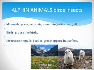  Mammals: pikas, marmots, mountain goats,sheep, elk.

Birds: grouse like birds.

Insects: springtails, beetles, grasshoppers, butterflies.

ALPHIN ANIMALS birds insects
 