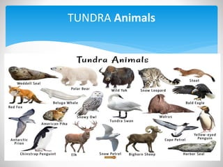 TUNDRA Animals
 