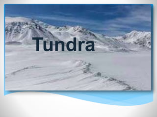 The Tundra biome
Tundra
 