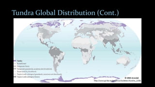 Tundra Global Distribution (Cont.)
 