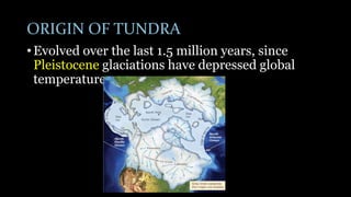 ORIGIN OF TUNDRA
• Evolved over the last 1.5 million years, since
Pleistocene glaciations have depressed global
temperatures.
 