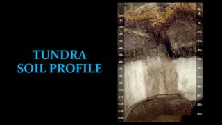 TUNDRA
SOIL PROFILE
 