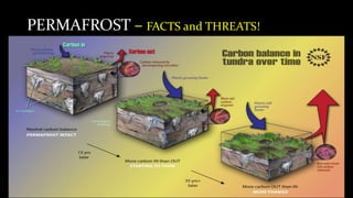 PERMAFROST – FACTS and THREATS!
• Permafrost contains large stores of organic
carbon that have been locked in the permafrost
for thousands of years.
• As global temperatures rise, that permafrost is
starting to melt, raising concerns about the
impact on the climate as organic carbon becomes
exposed.
 