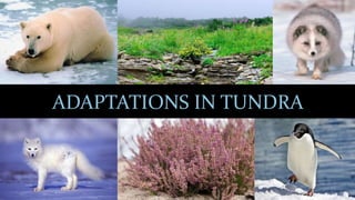 ADAPTATIONS IN TUNDRA
 