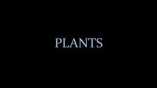 PLANTS
 