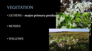 VEGETATION
• LICHENS – major primary producer
• MOSSES
• WILLOWS
 