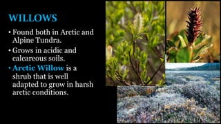 WILLOWS
• Found both in Arctic and
Alpine Tundra.
• Grows in acidic and
calcareous soils.
• Arctic Willow is a
shrub that is well
adapted to grow in harsh
arctic conditions.
 