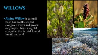 WILLOWS
• Alpine Willow is a small
bush has needle-shaped
evergreen leaves and grows
only in peat bogs, a vegetal
ecosystem that is cold, humid
humid and acid.
 