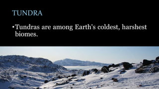 TUNDRA
•Tundras are among Earth's coldest, harshest
biomes.
 