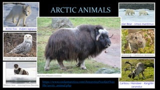 ARCTIC ANIMALS
https://www.coolantarctica.com/Antarctica%20fact%20
file/arctic_animal.php
 