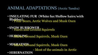 ANIMAL ADAPTATIONS (Arctic Tundra)
• INSULATING FUR (White fur/Hollow hairs/with
Blubber)
• SNOW BURROWER
• HUDDLING
• MIGRATION
• HIBERNATION
- Hares and Ground Squirrels
- Polar Bears, Arctic Wolves and Musk Oxen
- Hares, Ground Squirrels, Musk Oxen
- Most of the animals in Arctic
- Hares, Ground Squirrels, Musk Oxen
 
